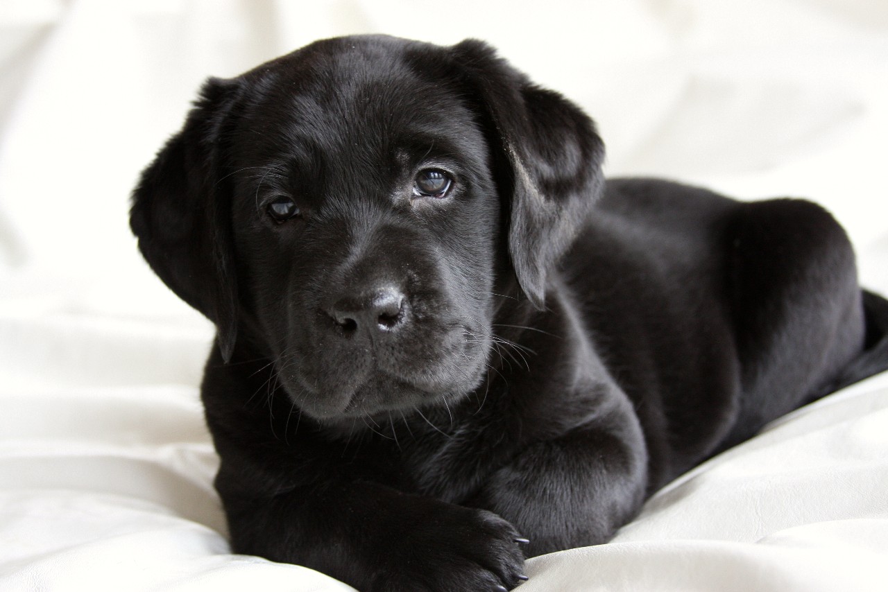 Black girl puppy